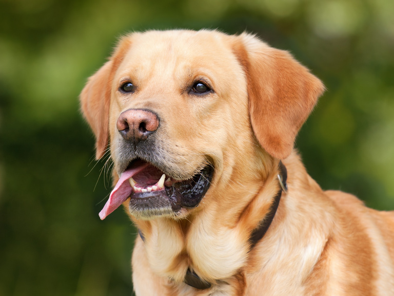 Labrador Dog Outdoors