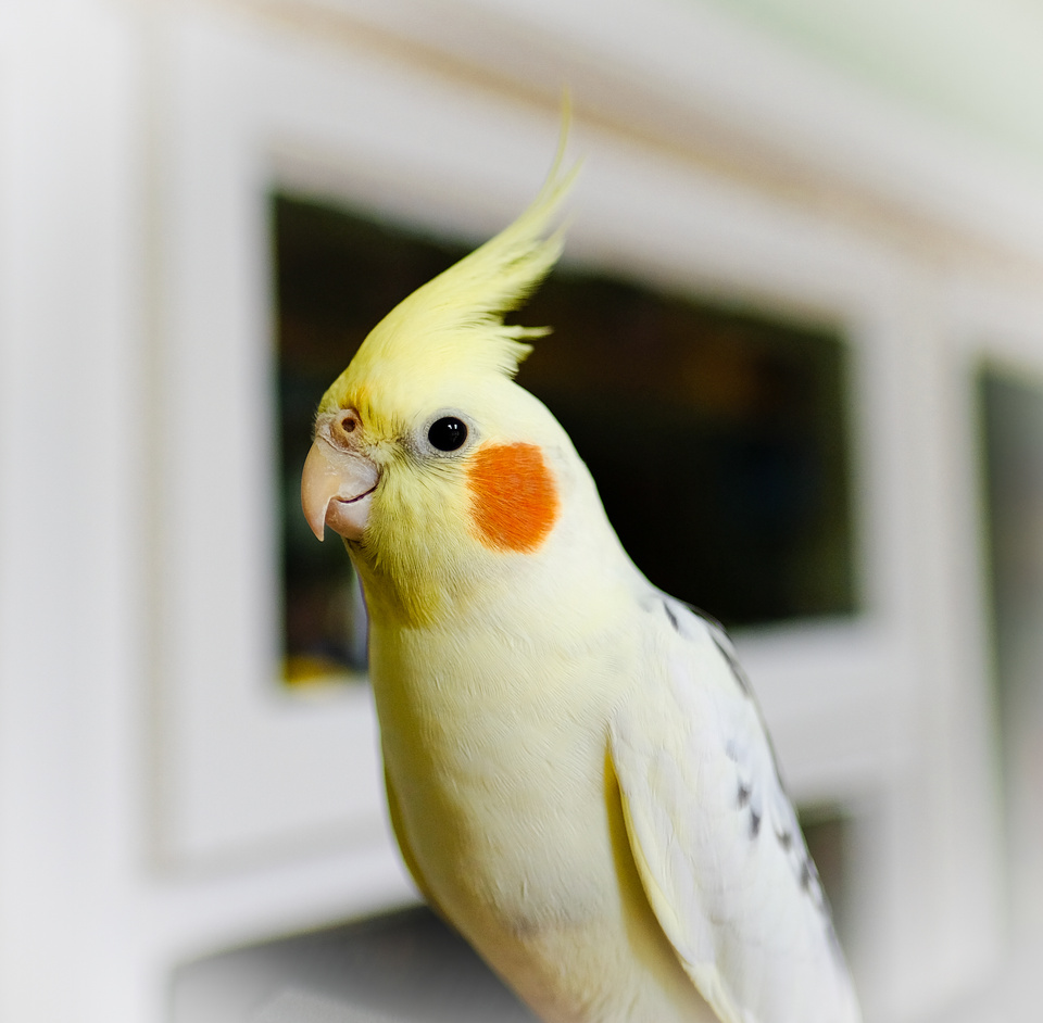 Young male Cockatiel bird