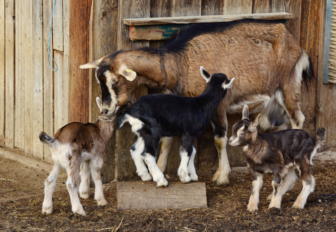Three Goats Grazing