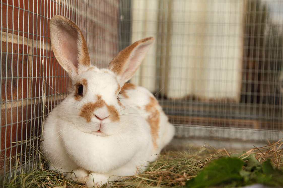 Pet Rabbit