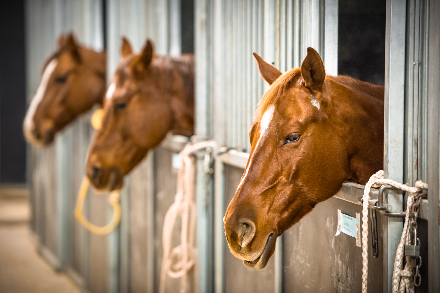 Stable with Horses